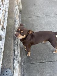 Found/Stray Male Dog last seen Ceder, Santa Ana, CA 92707