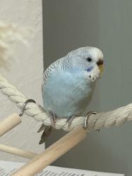 Lost Female Bird last seen Near and Colonial, Fort Myers, FL 33905