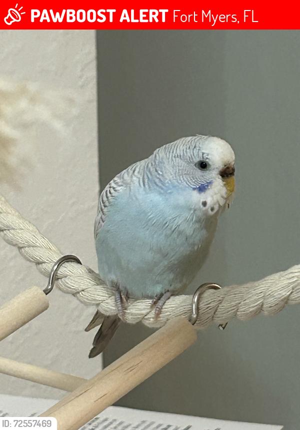Lost Female Bird last seen Near and Colonial, Fort Myers, FL 33905