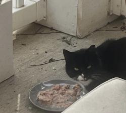 Found/Stray Unknown Cat last seen Enclave Creek Drive and Grove Hill Road, Midlothian, VA 23114