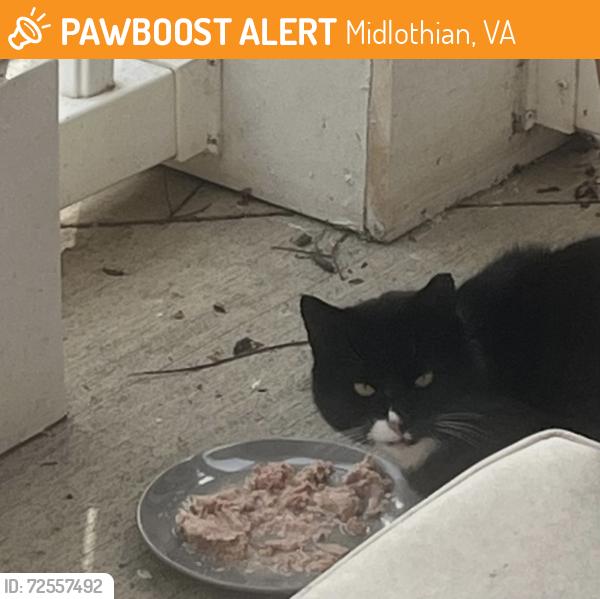 Found/Stray Unknown Cat last seen Enclave Creek Drive and Grove Hill Road, Midlothian, VA 23114