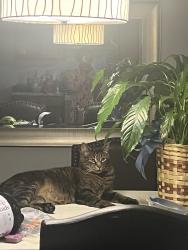 Reunited Male Cat last seen Helmsdale lake pine, Cary, NC 27511