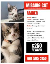 Lost Female Cat last seen Blue Mountain Way and Pine Meadow Dr near Merle Haggard, Bakersfield, CA 93308