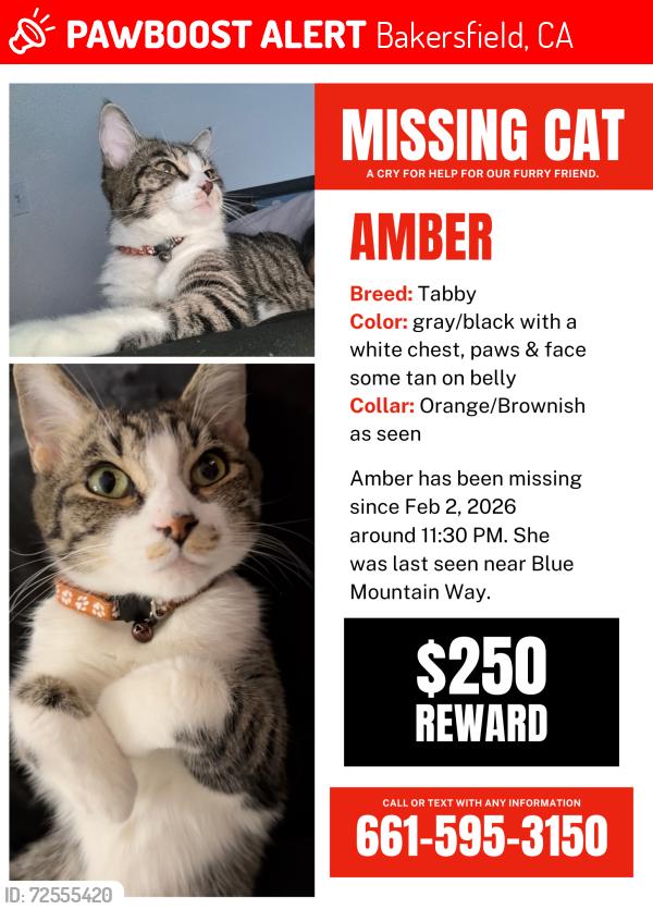 Lost Female Cat last seen Blue Mountain Way and Pine Meadow Dr near Merle Haggard, Bakersfield, CA 93308