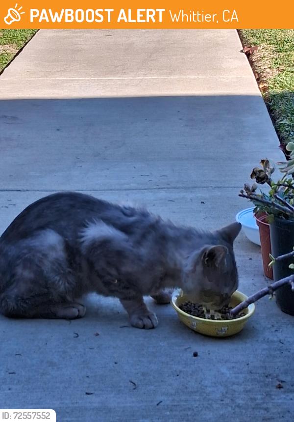 Found/Stray Male Cat last seen Amber Valley, Whittier, CA 90603
