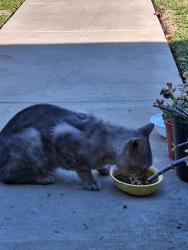 Found/Stray Male Cat last seen Amber Valley, Whittier, CA 90603