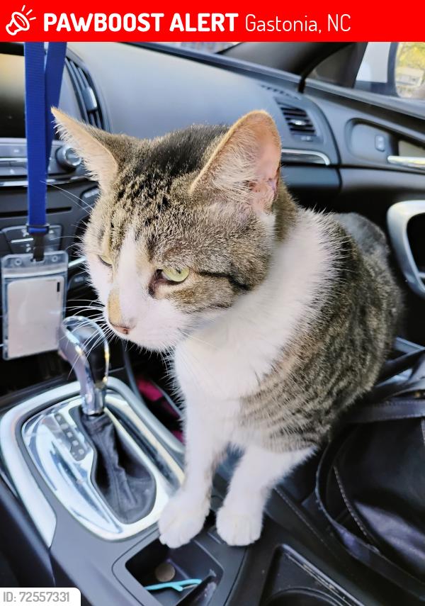 Lost Male Cat last seen Huffman and Goble Street, Gastonia, NC 28056