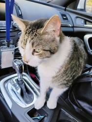 Lost Male Cat last seen Huffman and Goble Street, Gastonia, NC 28056