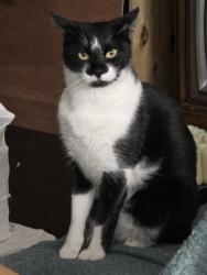 Lost Male Cat last seen Longfellow Elementary , Houston, TX 77025