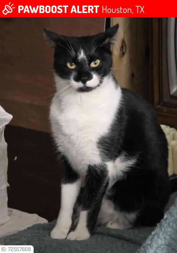 Lost Male Cat last seen Longfellow Elementary , Houston, TX 77025