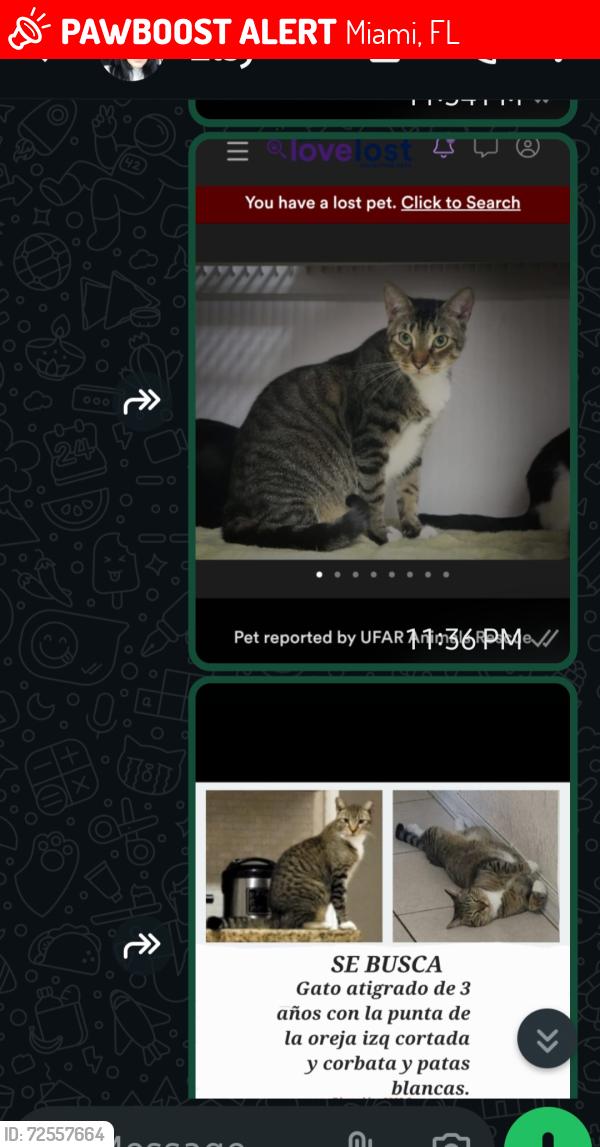 Lost Male Cat last seen I don't know, Miami, FL 33135