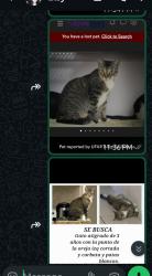 Lost Male Cat last seen I don't know, Miami, FL 33135