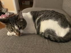 Lost Male Cat last seen Jerome ave , Yakima, WA 98902