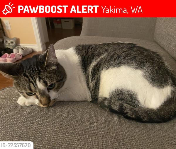 Lost Male Cat last seen Jerome ave , Yakima, WA 98902