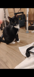 Lost Male Cat last seen 2nd st nw and alameda blvd nw, Albuquerque, NM 87113