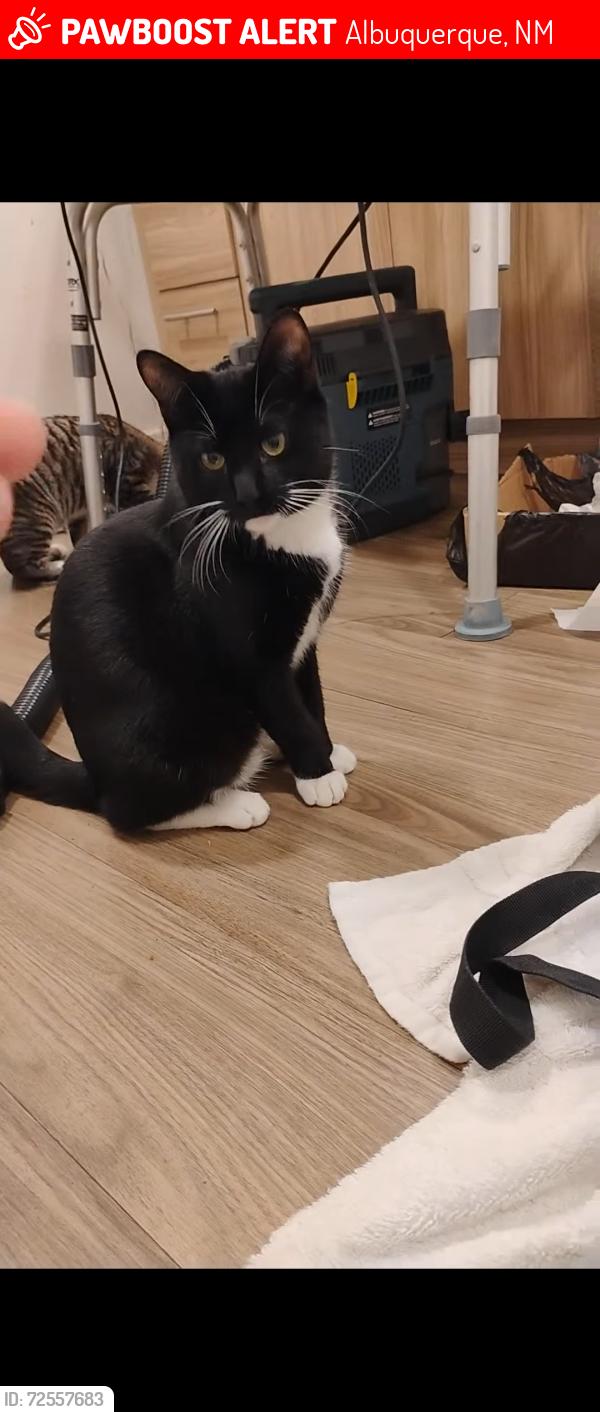 Lost Male Cat last seen 2nd st nw and alameda blvd nw, Albuquerque, NM 87113