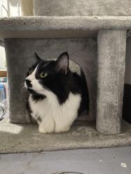 Lost Male Cat last seen Round-a-bout on Rockwell church rd, Winder, GA 30680