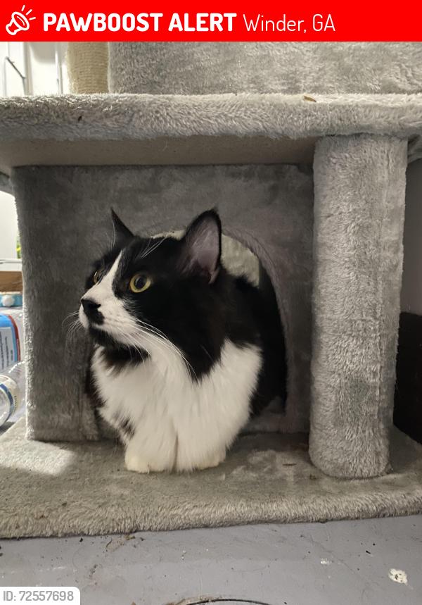 Lost Male Cat last seen Round-a-bout on Rockwell church rd, Winder, GA 30680