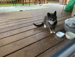 Found/Stray Unknown Cat last seen River Rd & Kingsbury, Eugene, OR 97404