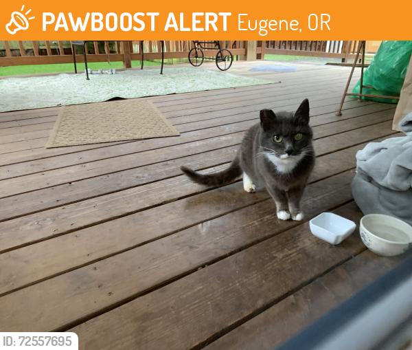Found/Stray Unknown Cat last seen River Rd & Kingsbury, Eugene, OR 97404