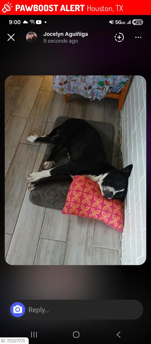 Lost Male Dog last seen Near la porte rd houston texas 77012, Houston, TX 77012