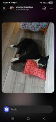 Lost Male Dog last seen Near la porte rd houston texas 77012, Houston, TX 77012