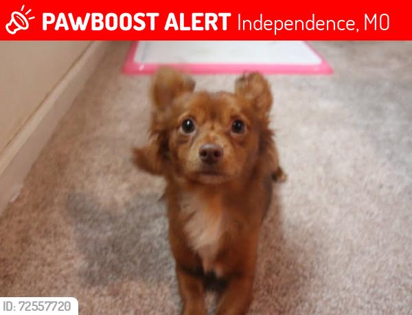 Lost Male Dog last seen East Truman Road, Independence, MO, Independence, MO 64052