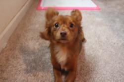 Lost Male Dog last seen East Truman Road, Independence, MO, Independence, MO 64052