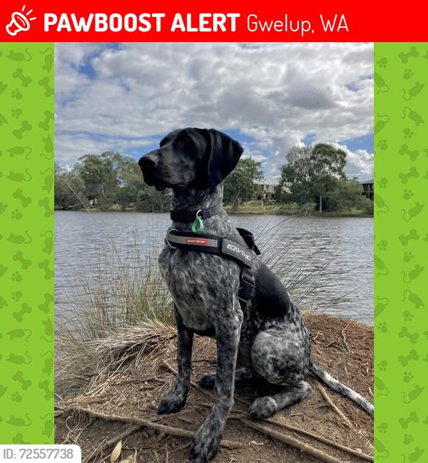 Lost Male Dog last seen Lake Gwelup South Side, Gwelup, WA 6018