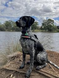 Lost Male Dog last seen Lake Gwelup South Side, Gwelup, WA 6018