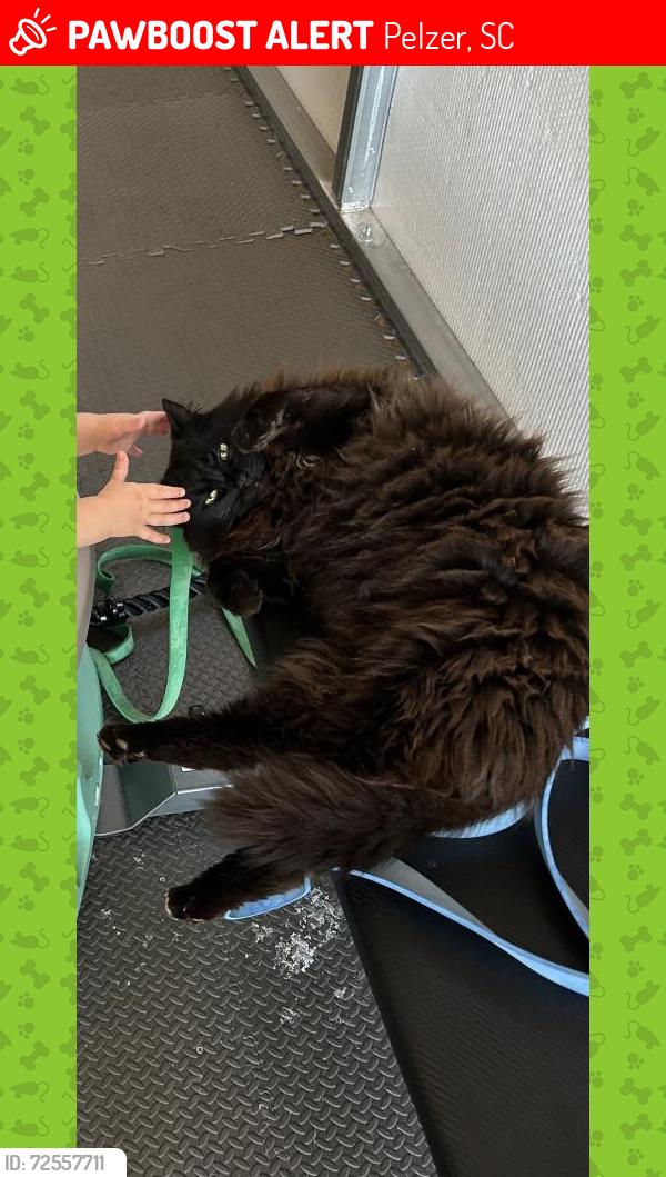 Lost Male Cat last seen Intersection of Spearman and Cherokee Rd, Pelzer, SC 29669