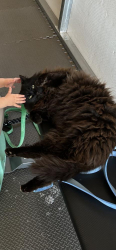 Lost Male Cat last seen Intersection of Spearman and Cherokee Rd, Pelzer, SC 29669