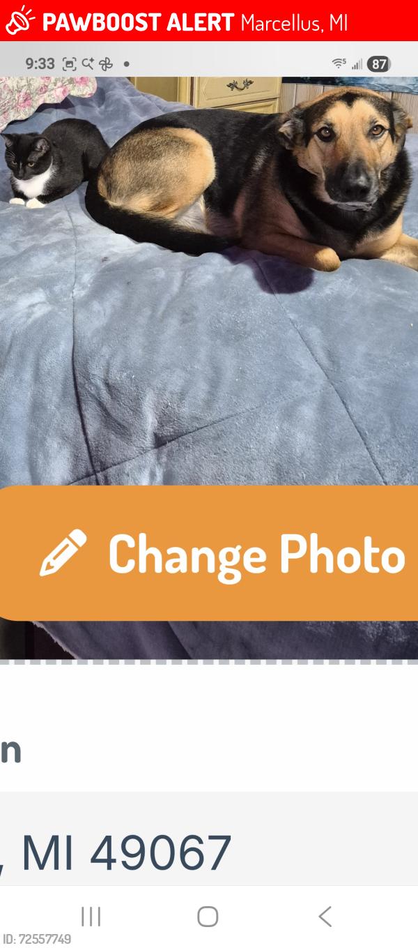 Lost Male Cat last seen Main/ Davis, Marcellus, MI 49067