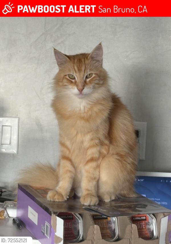 Lost Male Cat last seen San Bruno Park, San Bruno, CA 94066