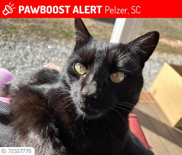 Lost Male Cat last seen Spearman Rd & Cherokee Rd, Pelzer, SC 29669