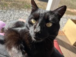 Lost Male Cat last seen Spearman Rd & Cherokee Rd, Pelzer, SC 29669