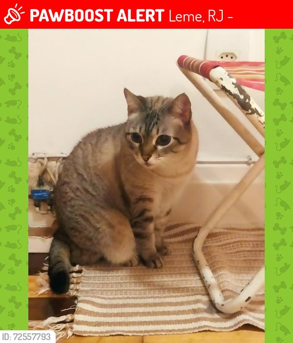 Lost Female Cat last seen Rua Anchieta, Leme, RJ 22010-050