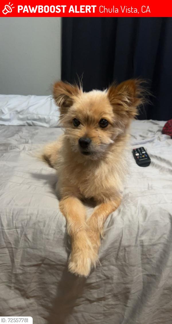 Lost Male Dog last seen Industrial Blvd and Palomar Transit Center, Chula Vista, CA 91911