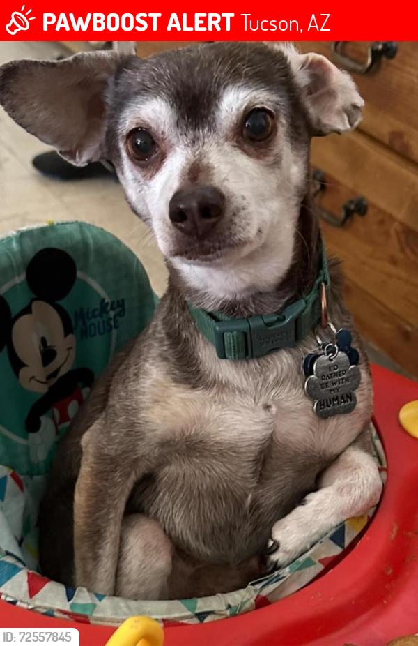 Lost Male Dog last seen Missionddale , Tucson, AZ 85756