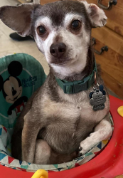 Lost Male Dog last seen Missionddale , Tucson, AZ 85756