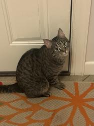 Reunited Male Cat last seen Paul parkway NE, Blaine MN, Blaine, MN 55434