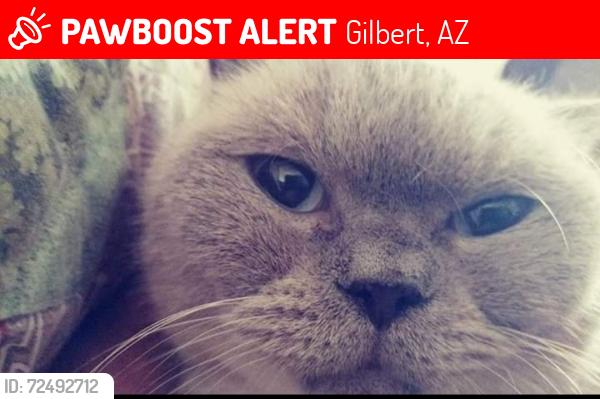 Lost Male Cat last seen Gilbert green apmts, Gilbert, AZ 85234