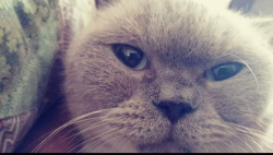 Lost Male Cat last seen Gilbert green apmts, Gilbert, AZ 85234