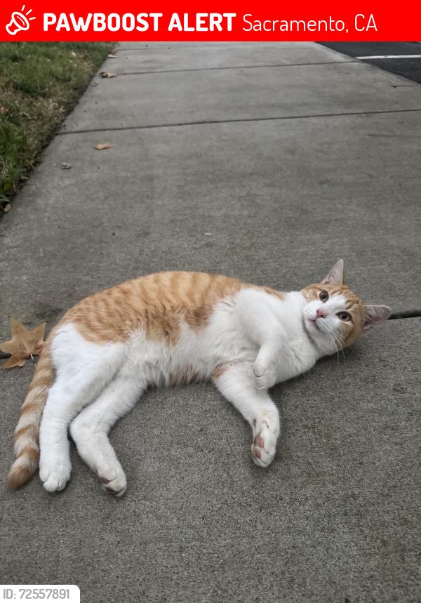 Lost Male Cat last seen apmt, Sacramento, CA 95823