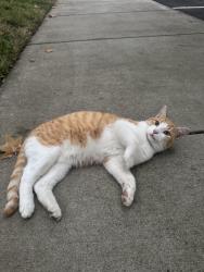 Lost Male Cat last seen apmt, Sacramento, CA 95823