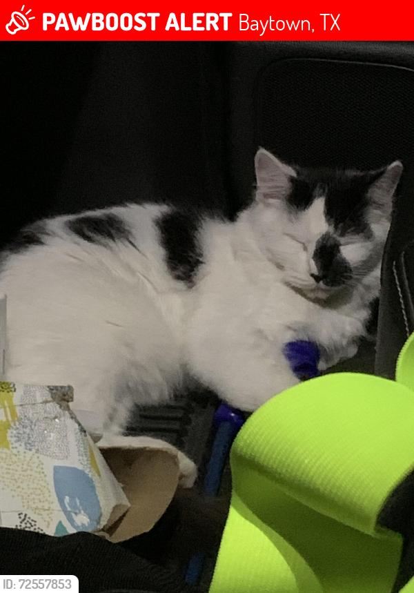 Lost Female Cat last seen St Andrews Drive, Country Club Oaks, Baytown, TX 77521