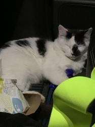 Lost Female Cat last seen St Andrews Drive, Country Club Oaks, Baytown, TX 77521