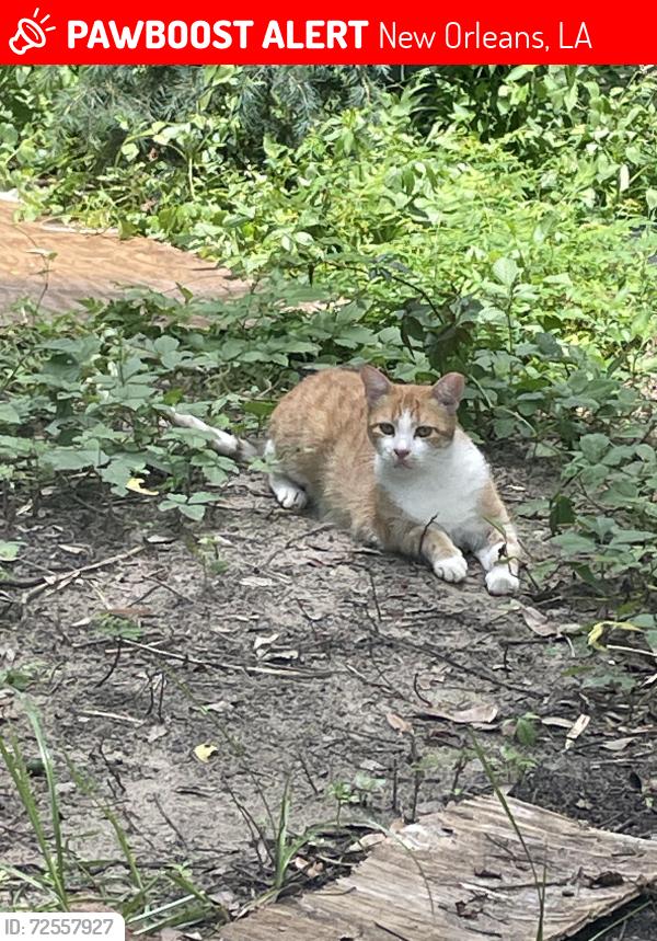 Lost Female Cat last seen Derbigny/Clouet, New Orleans, LA 70112
