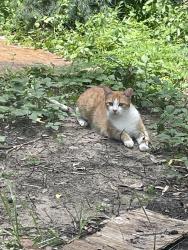Lost Female Cat last seen Derbigny/Clouet, New Orleans, LA 70112