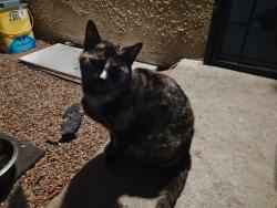 Lost Female Cat last seen Andrews /Molina, Victorville, CA 92395
